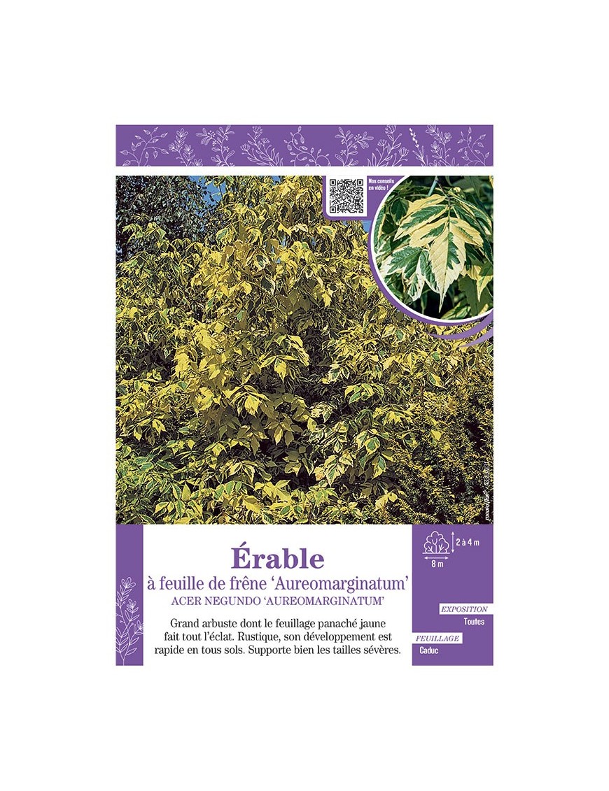 ACER NEGUNDO AUREOMARGINATUM voir ÉRABLE À FEUILLE DE FRÊNE