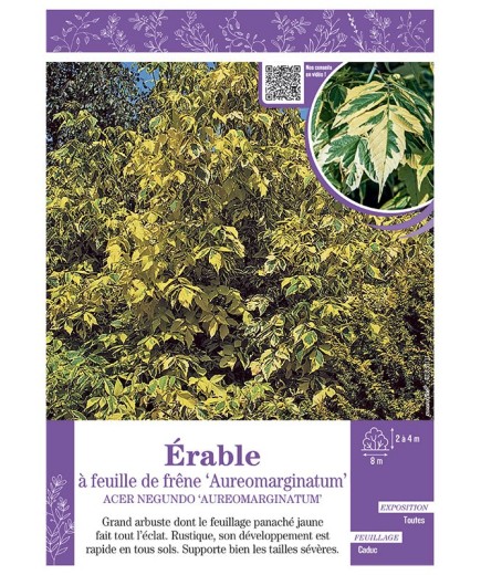 ACER NEGUNDO AUREOMARGINATUM voir ÉRABLE À FEUILLE DE FRÊNE