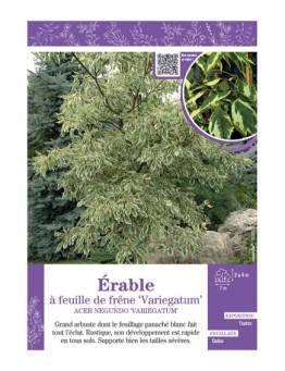 ACER NEGUNDO VARIEGATUM voir ÉRABLE À FEUILLE DE FRÊNE