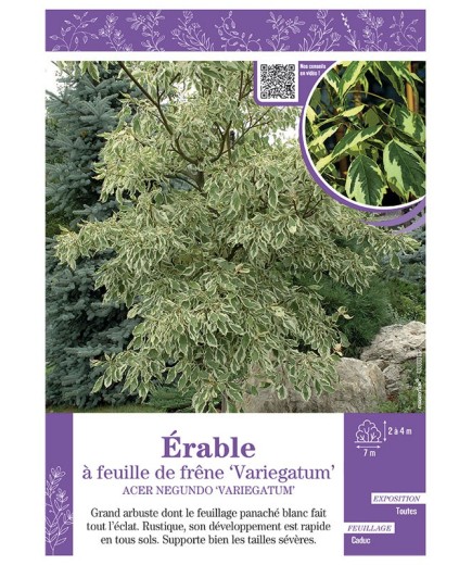 ACER NEGUNDO VARIEGATUM voir ÉRABLE À FEUILLE DE FRÊNE