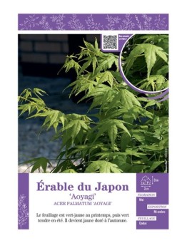 ACER PALMATUM AOYAGI voir ÉRABLE DU JAPON