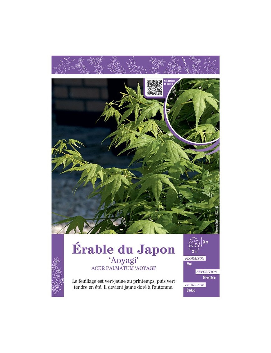 ACER PALMATUM AOYAGI voir ÉRABLE DU JAPON