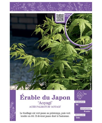ACER PALMATUM AOYAGI voir ÉRABLE DU JAPON