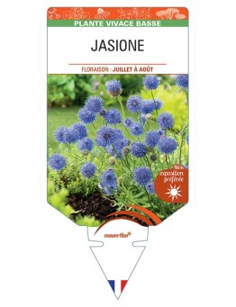JASIONE (bleu)