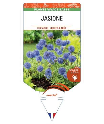 JASIONE (bleu)