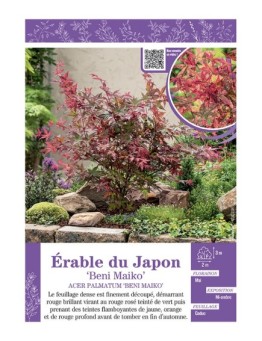 ACER PALMATUM BENI MAIKO voir ÉRABLE DU JAPON