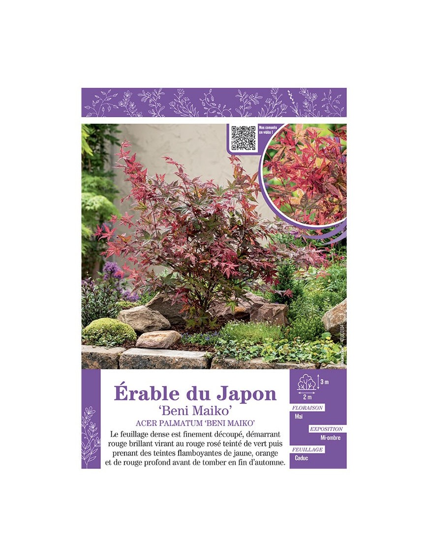 ACER PALMATUM BENI MAIKO voir ÉRABLE DU JAPON