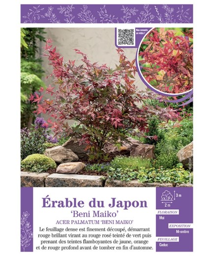 ACER PALMATUM BENI MAIKO voir ÉRABLE DU JAPON