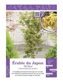 ACER PALMATUM BI HOO voir ÉRABLE DU JAPON
