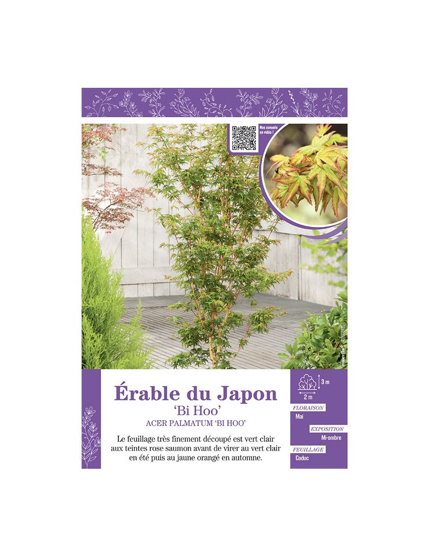 ACER PALMATUM BI HOO voir ÉRABLE DU JAPON