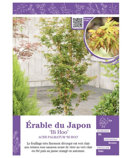 ACER PALMATUM BI HOO voir ÉRABLE DU JAPON