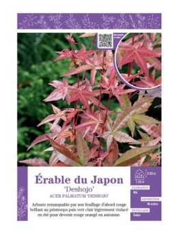 ACER PALMATUM DESHOJO voir ÉRABLE DU JAPON