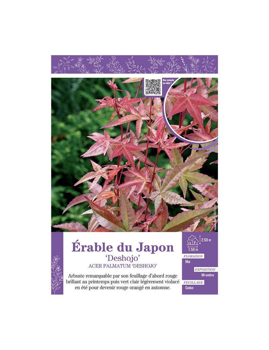 ACER PALMATUM DESHOJO voir ÉRABLE DU JAPON