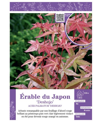 ACER PALMATUM DESHOJO voir ÉRABLE DU JAPON