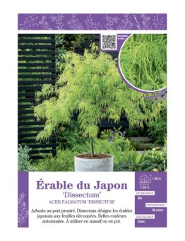 ACER PALMATUM DISSECTUM voir ÉRABLE DU JAPON