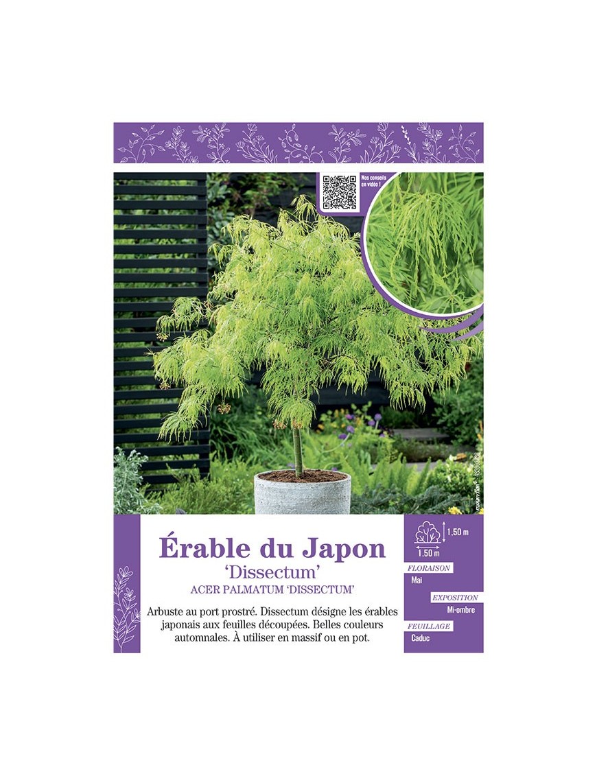 ACER PALMATUM DISSECTUM voir ÉRABLE DU JAPON