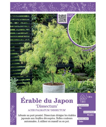 ACER PALMATUM DISSECTUM voir ÉRABLE DU JAPON