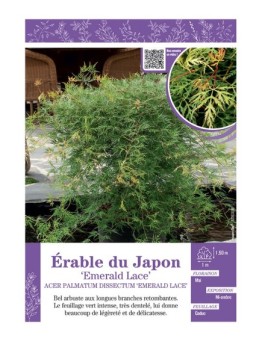 ACER PALMATUM DISSECTUM EMERALD LACE voir ÉRABLE DU JAPON