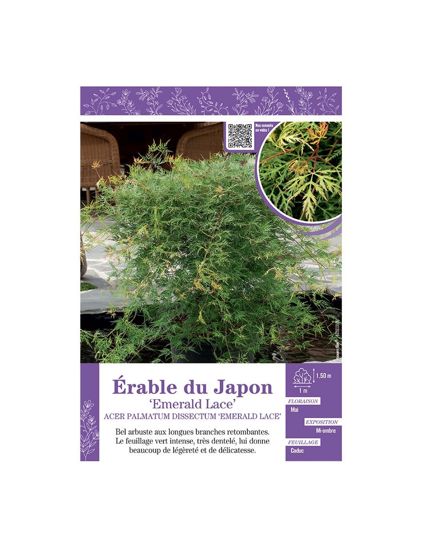 ACER PALMATUM DISSECTUM EMERALD LACE voir ÉRABLE DU JAPON