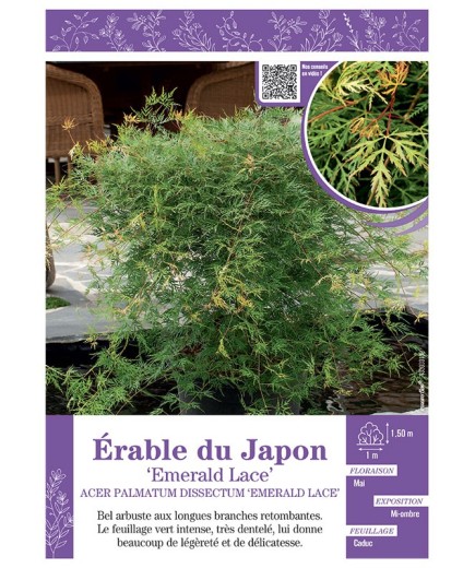 ACER PALMATUM DISSECTUM EMERALD LACE voir ÉRABLE DU JAPON