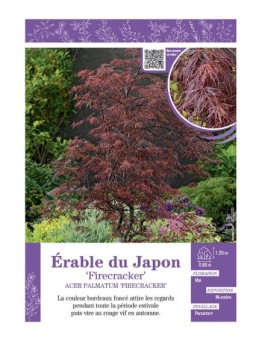 ACER PALMATUM FIRECRACKER voir ÉRABLE DU JAPON