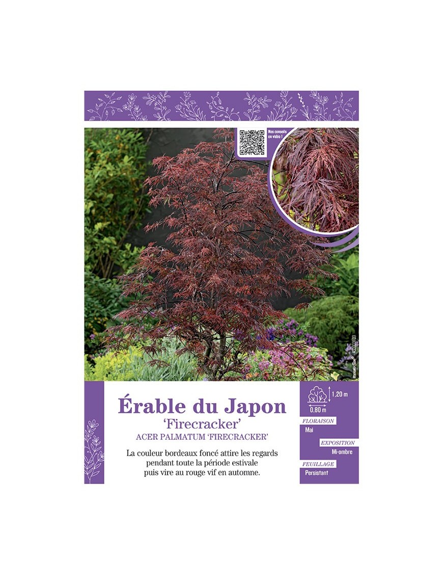 ACER PALMATUM FIRECRACKER voir ÉRABLE DU JAPON