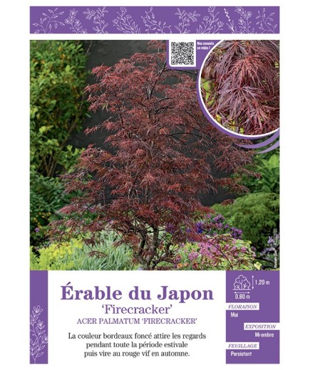 ACER PALMATUM FIRECRACKER voir ÉRABLE DU JAPON
