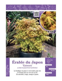 ACER PALMATUM KATSURA voir ÉRABLE DU JAPON