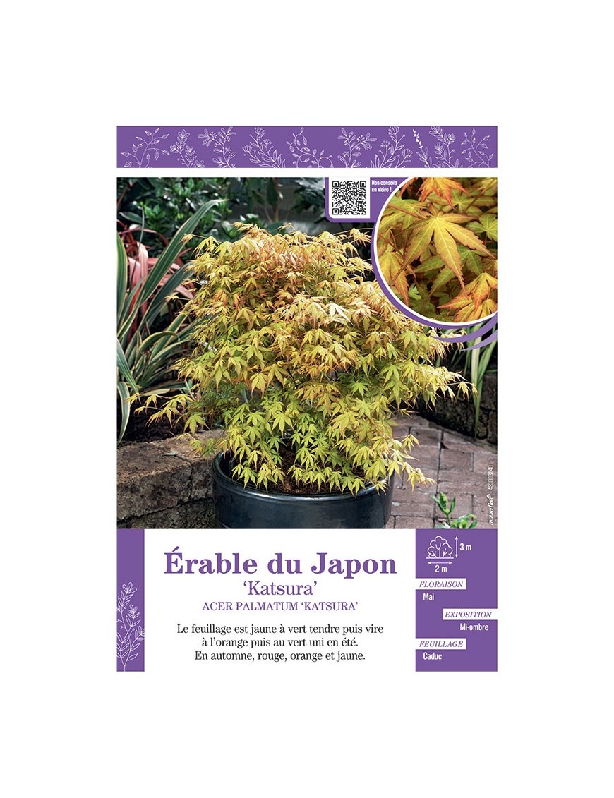 ACER PALMATUM KATSURA voir ÉRABLE DU JAPON