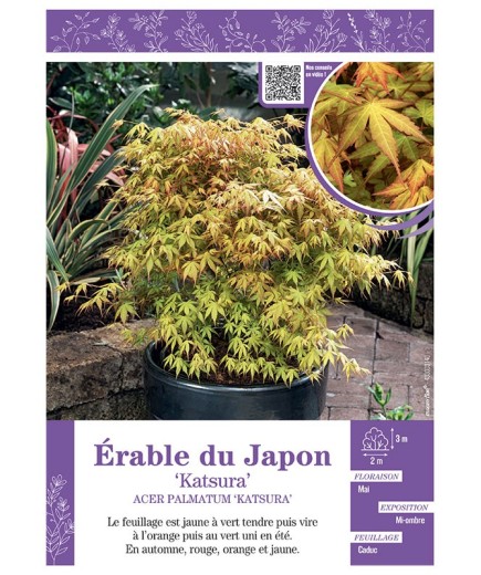 ACER PALMATUM KATSURA voir ÉRABLE DU JAPON