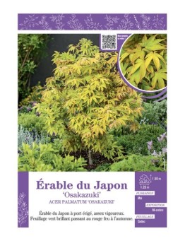 ACER PALMATUM OSAKAZUKI voir ÉRABLE DU JAPON