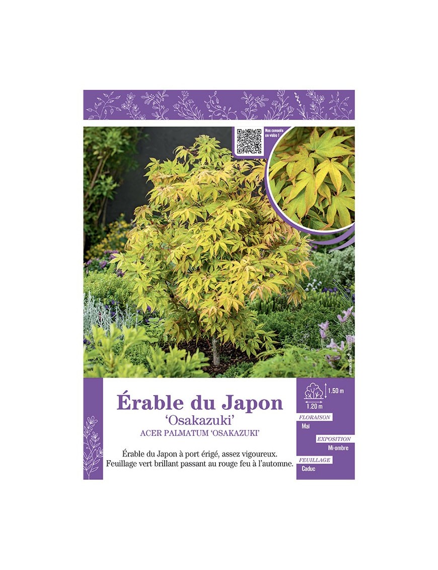 ACER PALMATUM OSAKAZUKI voir ÉRABLE DU JAPON