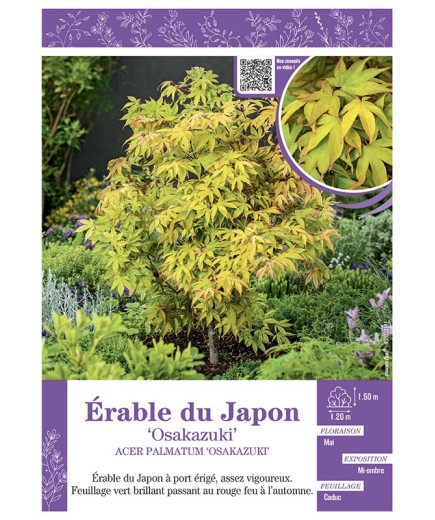 ACER PALMATUM OSAKAZUKI voir ÉRABLE DU JAPON