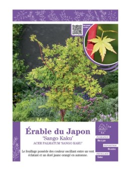 ACER PALMATUM SANGO KAKU voir ÉRABLE DU JAPON