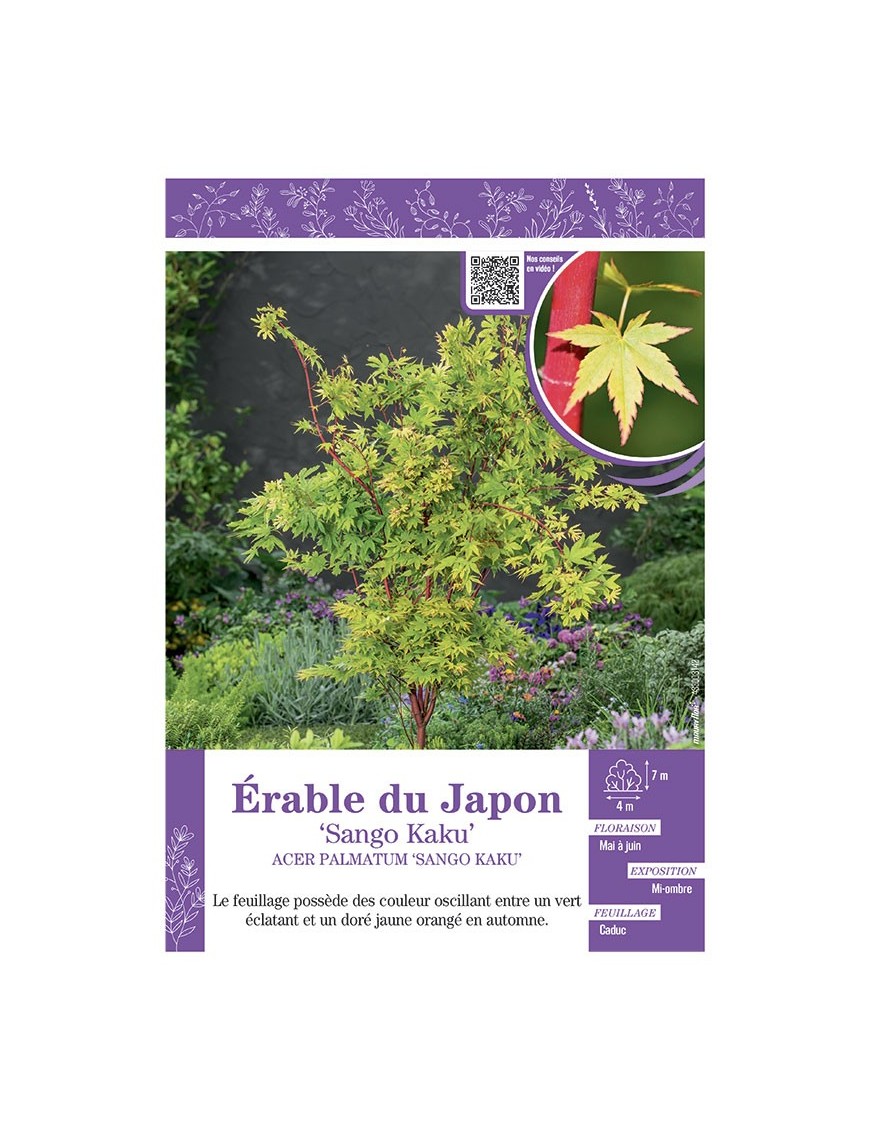 ACER PALMATUM SANGO KAKU voir ÉRABLE DU JAPON