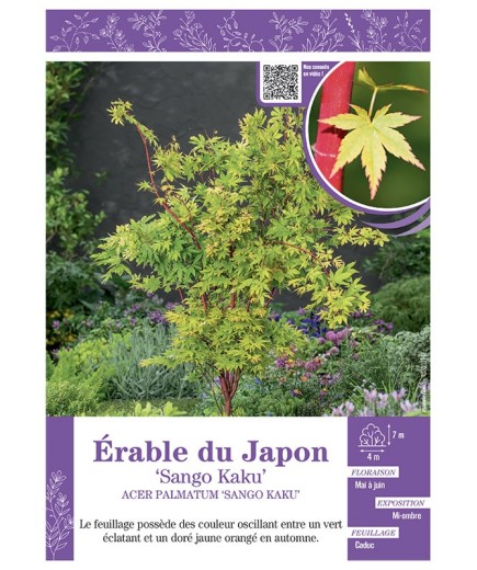ACER PALMATUM SANGO KAKU voir ÉRABLE DU JAPON