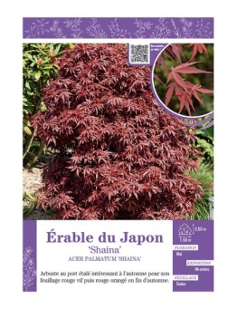 ACER PALMATUM SHAINA voir ÉRABLE DU JAPON