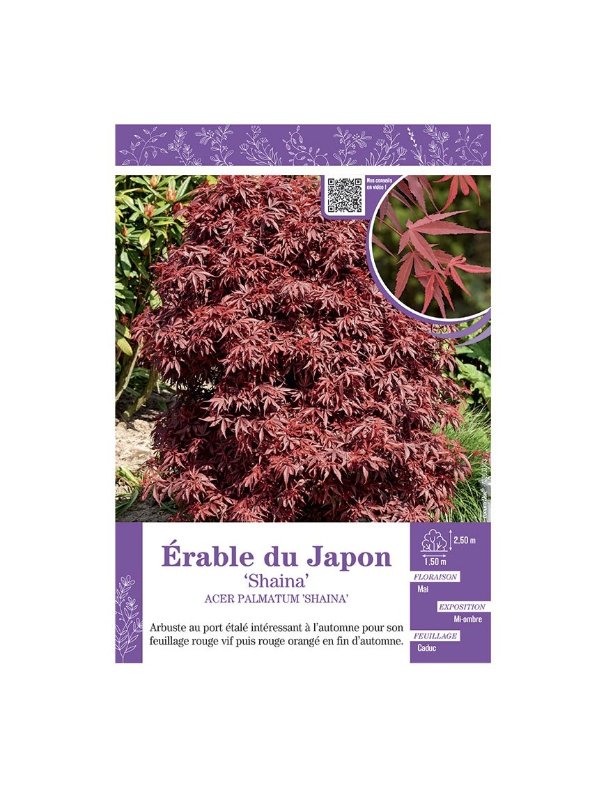 ACER PALMATUM SHAINA voir ÉRABLE DU JAPON