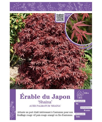 ACER PALMATUM SHAINA voir ÉRABLE DU JAPON