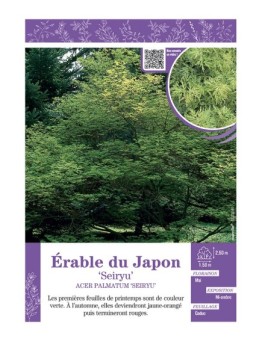ACER PALMATUM SEIRYU voir ÉRABLE DU JAPON