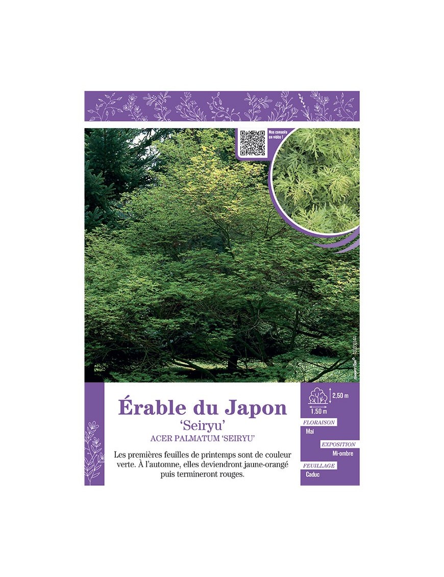 ACER PALMATUM SEIRYU voir ÉRABLE DU JAPON