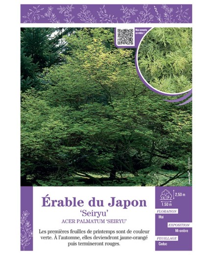 ACER PALMATUM SEIRYU voir ÉRABLE DU JAPON
