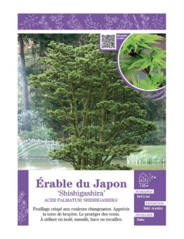 ACER PALMATUM SHISHIGASHIRA voir ÉRABLE DU JAPON