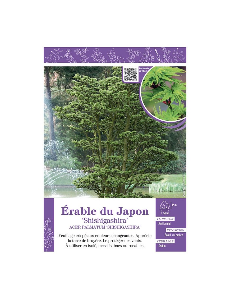 ACER PALMATUM SHISHIGASHIRA voir ÉRABLE DU JAPON