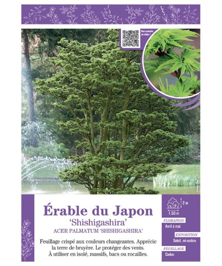 ACER PALMATUM SHISHIGASHIRA voir ÉRABLE DU JAPON