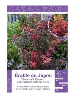 ACER PALMATUM SKETETER'S BROOM voir ÉRABLE DU JAPON