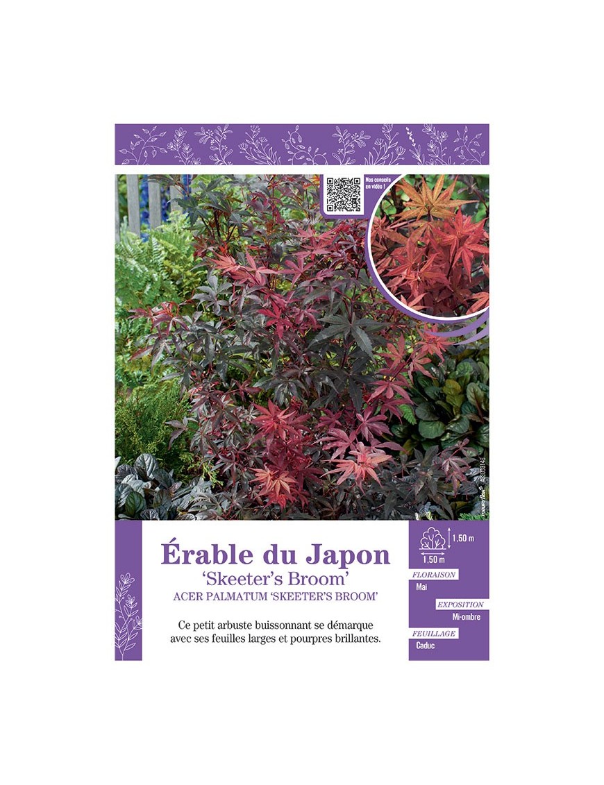 ACER PALMATUM SKETETER'S BROOM voir ÉRABLE DU JAPON