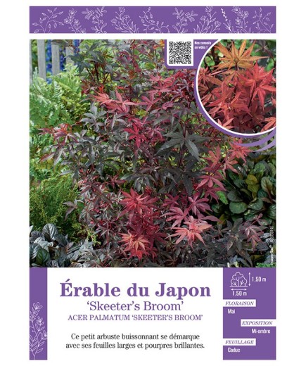 ACER PALMATUM SKETETER'S BROOM voir ÉRABLE DU JAPON