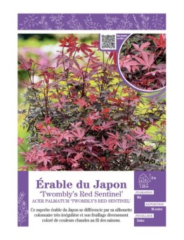 ACER PALMATUM TWOMBLY'S RED SENTINEL voir ÉRABLE DU JAPON