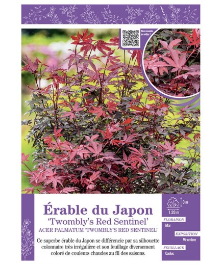 ACER PALMATUM TWOMBLY'S RED SENTINEL voir ÉRABLE DU JAPON